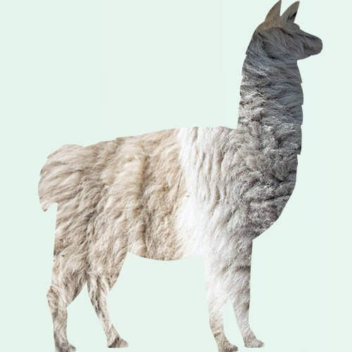 Silhuett av en stående alpacka med pälsstruktur